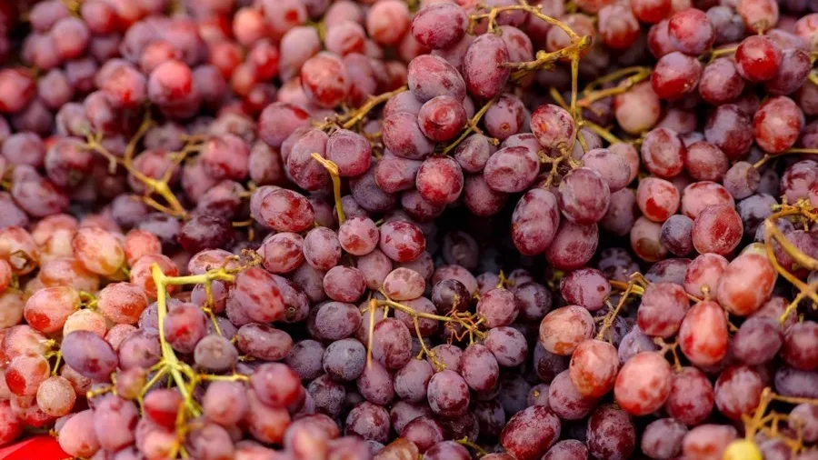 Uvas vermelhas em close, origem do trans-resveratrol